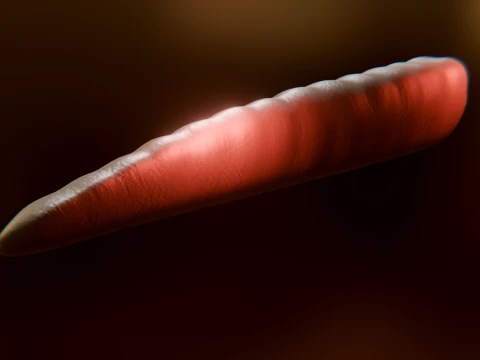 Cursed Worm 3D Model