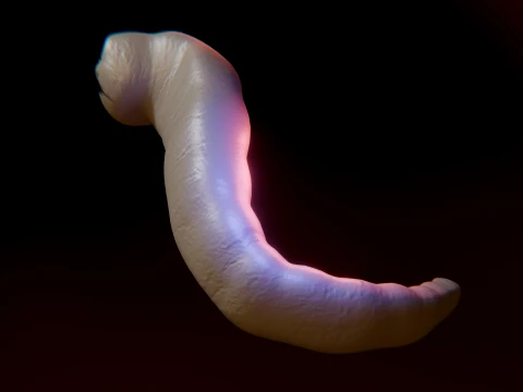 Cursed Worm 3D Model