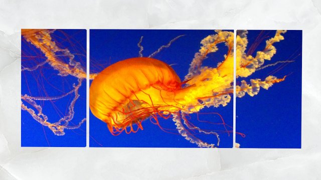 triptych wall art jellyfish 1 3D Model .c4d .max .obj .3ds .fbx .stl .blend 