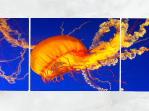 triptych wall art jellyfish 1 3D Model
