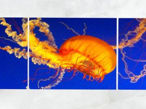 triptych wall art jellyfish 1 3D Model