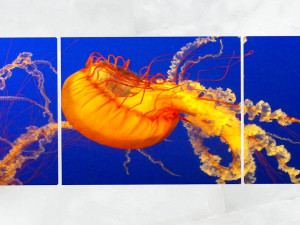 triptych wall art jellyfish 1 3D Model