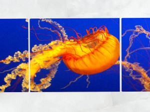 triptych wall art jellyfish 1 3D Model