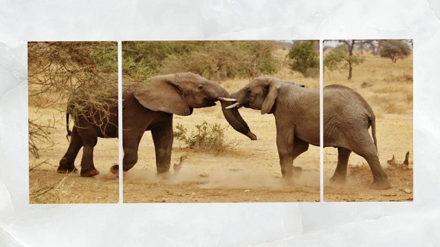 triptych wall art playful safari elephants 1 3D-Modell .c4d .max .obj .3ds .fbx .stl .blend 