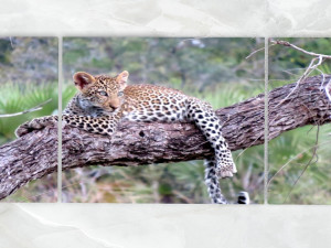 triptych wall art baby leopard 1 3D Model