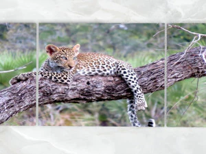 ट्रिप्टिच वॉल आर्ट बेबी तेंदुआ 1 3D मॉडल