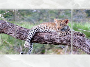triptych wall art baby leopard 1 3D Модель