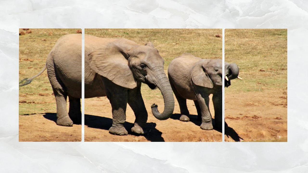 triptych wall art mother and baby elephant 1 3D Model .c4d .max .obj .3ds .fbx .stl .blend 