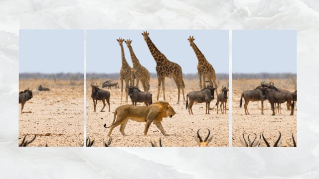 triptych wall art african safari 1 3Dモデル .c4d .max .obj .3ds .fbx .stl .blend 