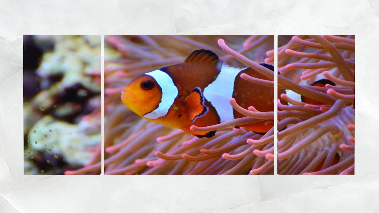 triptych wall art clownfish and sea anemone 1 3D Model .c4d .max .obj .3ds .fbx .stl .blend 