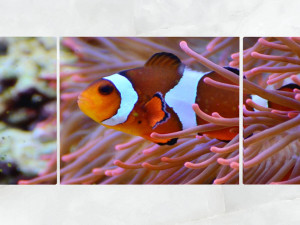 triptych wall art clownfish and sea anemone 1 3D 모델