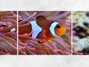 triptych wall art clownfish and sea anemone 1 3D Model