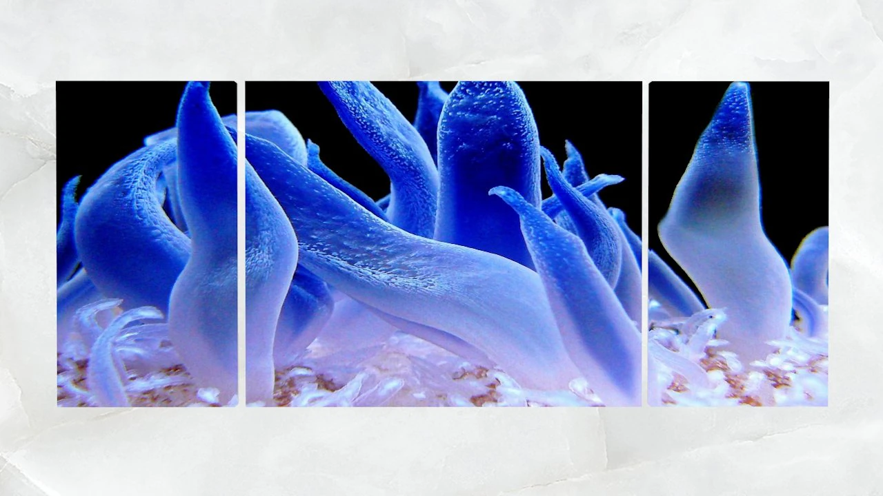 triptych wall art blue sea anemone 3D Model .c4d .max .obj .3ds .fbx .stl .blend