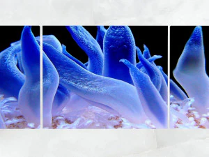 триптих настенное искусство синий актиния 3D Модель