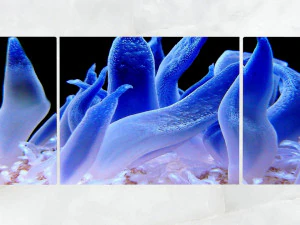 triptych wall art blue sea anemone 3D Model