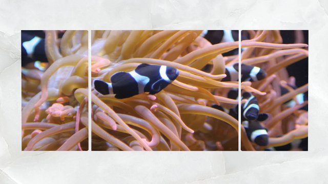 triptych wall art sea anemone and fishes Modelo 3D .c4d .max .obj .3ds .fbx .stl .blend 
