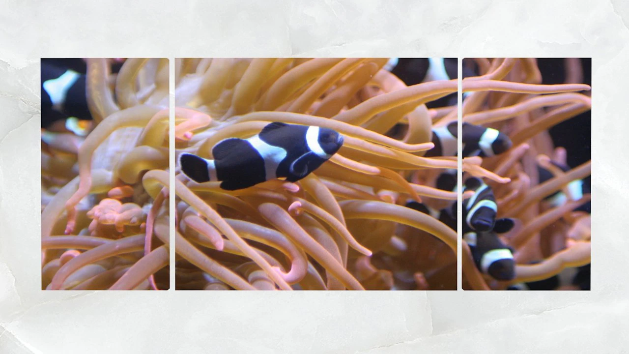 triptych wall art sea anemone and fishes 3D Model .c4d .max .obj .3ds .fbx .stl .blend 