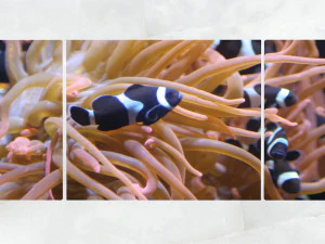 triptych wall art sea anemone and fishes 3D Model