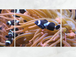 triptych wall art sea anemone and fishes Modelo 3D