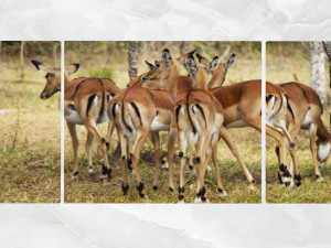 triptych wall art group of antelopes 3D 모델