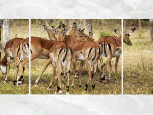 triptych wall art group of antelopes 3D Model