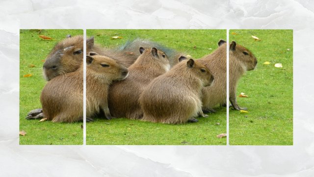 triptych wall art family of capybara 3D Model .c4d .max .obj .3ds .fbx .stl .blend 