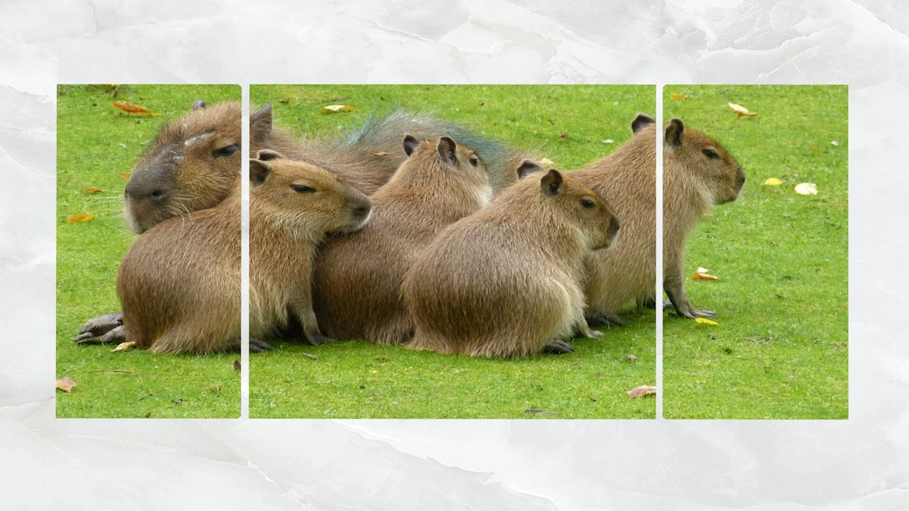 triptych wall art family of capybara 3D Model .c4d .max .obj .3ds .fbx .stl .blend 