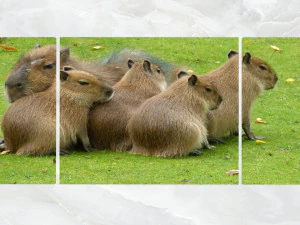 keluarga seni dinding triptych kapibara Model 3D