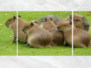 triptych wall art family of capybara 3D Model