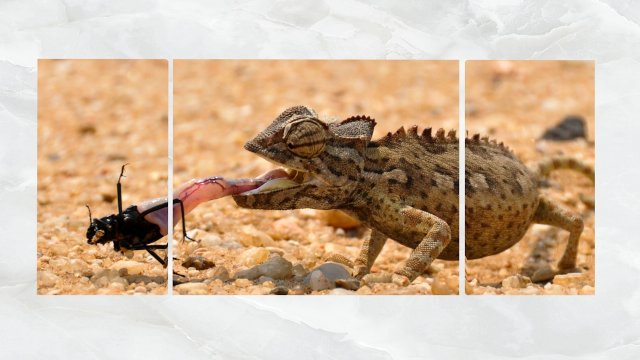 triptych wall art a feeding chameleon Modèle 3D .c4d .max .obj .3ds .fbx .stl .blend 