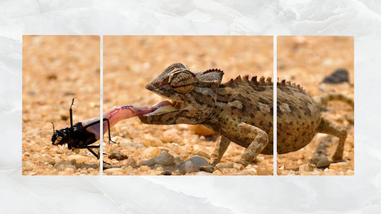 triptych wall art a feeding chameleon 3D Model .c4d .max .obj .3ds .fbx .stl .blend 