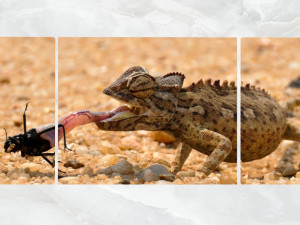 triptych wall art a feeding chameleon 3D 모델