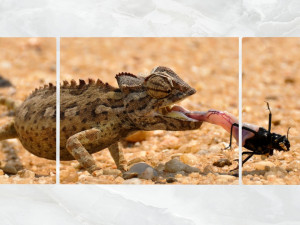 triptych wall art a feeding chameleon Modèle 3D
