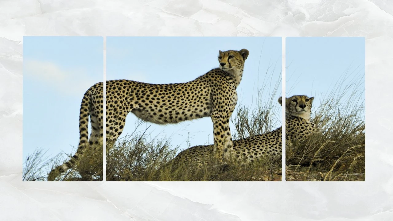 triptych wall art cheetahs 1 3D Model .c4d .max .obj .3ds .fbx .stl .blend 