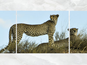 triptych wall art cheetahs 1 3D 모델