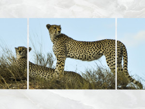 triptych wall art cheetahs 1 3D Модель