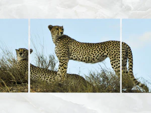 triptych wall art cheetahs 1 3D Model
