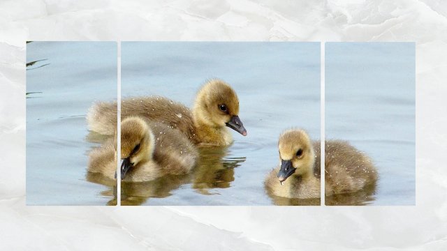 triptych wall art duck chicks 3D Model .c4d .max .obj .3ds .fbx .stl .blend 