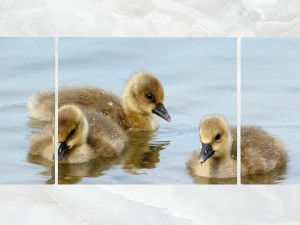 triptych wall art duck chicks 3D 모델