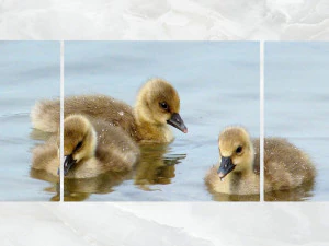 triptych wall art duck chicks 3D Model