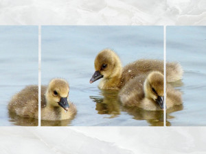 triptych wall art duck chicks 3D Model