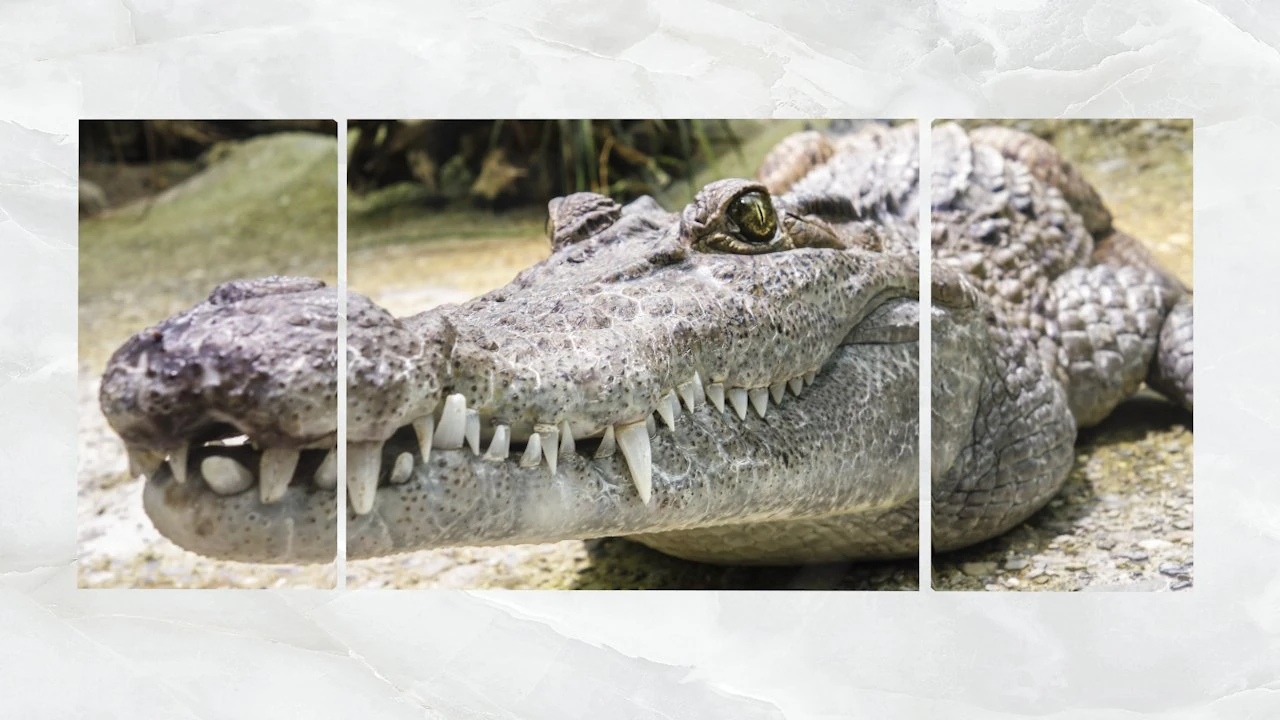 triptych wall art crocodile 3D Model .c4d .max .obj .3ds .fbx .stl .blend