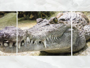 triptik duvar sanatı timsah 3D Model