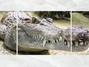 triptych wall art crocodile 3D Model