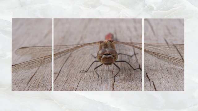 triptych wall art dragonfly 3D Model .c4d .max .obj .3ds .fbx .stl .blend 