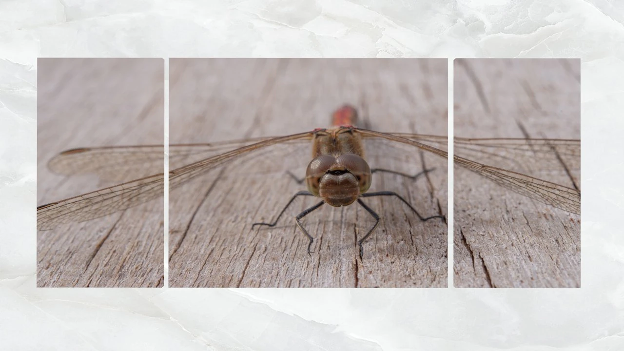 triptych wall art dragonfly 3D Model .c4d .max .obj .3ds .fbx .stl .blend 