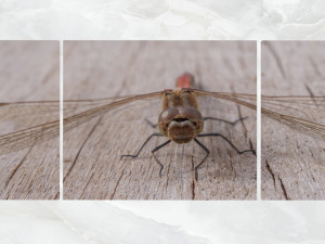 triptych wall art dragonfly 3D 모델