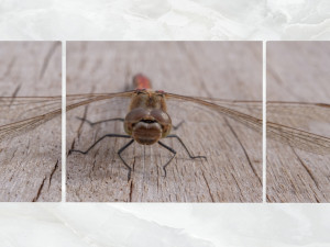 triptych wall art dragonfly 3D Model