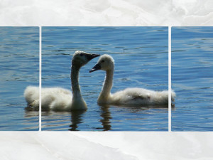 triptych wall art ducklings 3D Model