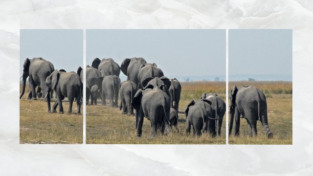 triptych wall art herd of elephants 3D Model .c4d .max .obj .3ds .fbx .stl .blend 